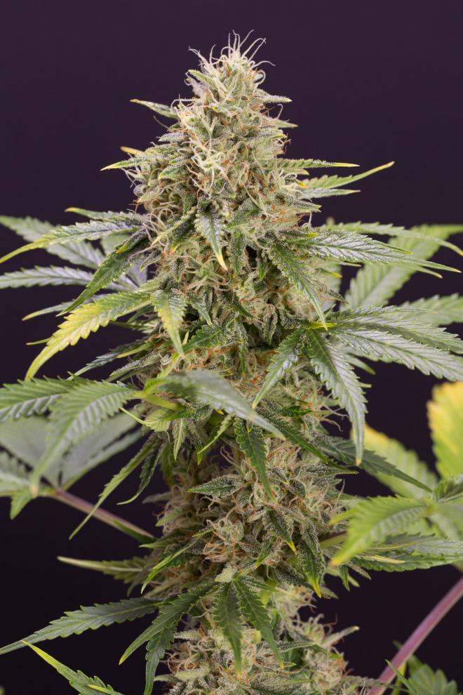 Semillas de colección Humboldt Seeds Chocolate Mint OG Auto ¡Envío Gratis!
