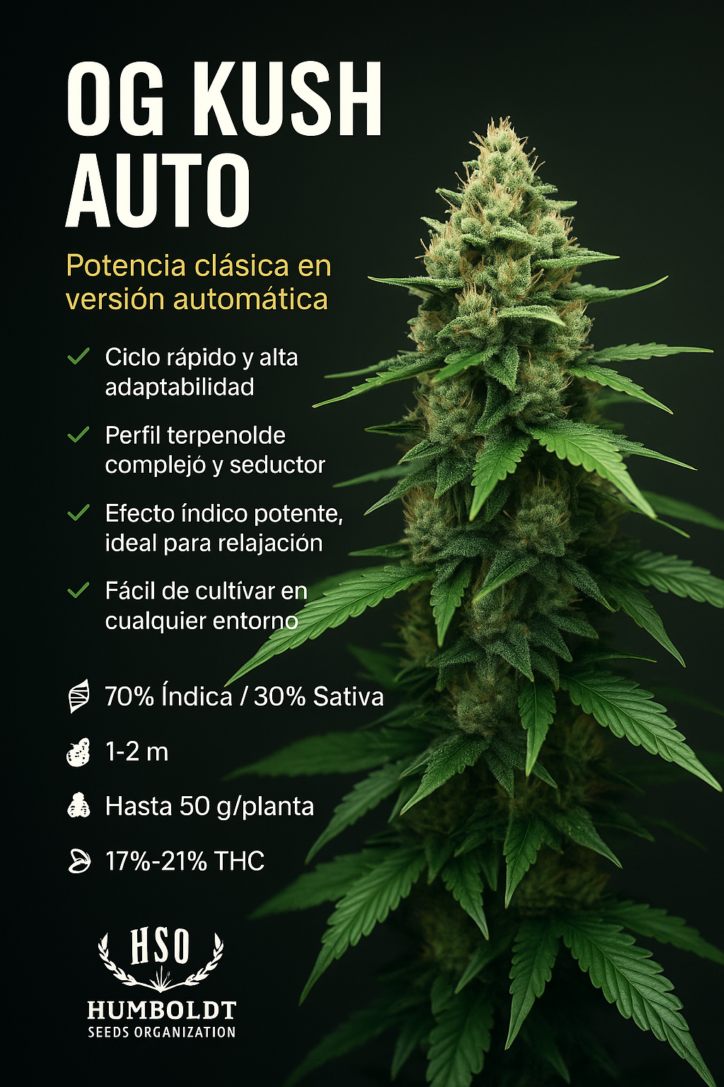 semillas de colección Humboldt Seeds OG Kush Auto ¡Envío Gratis!