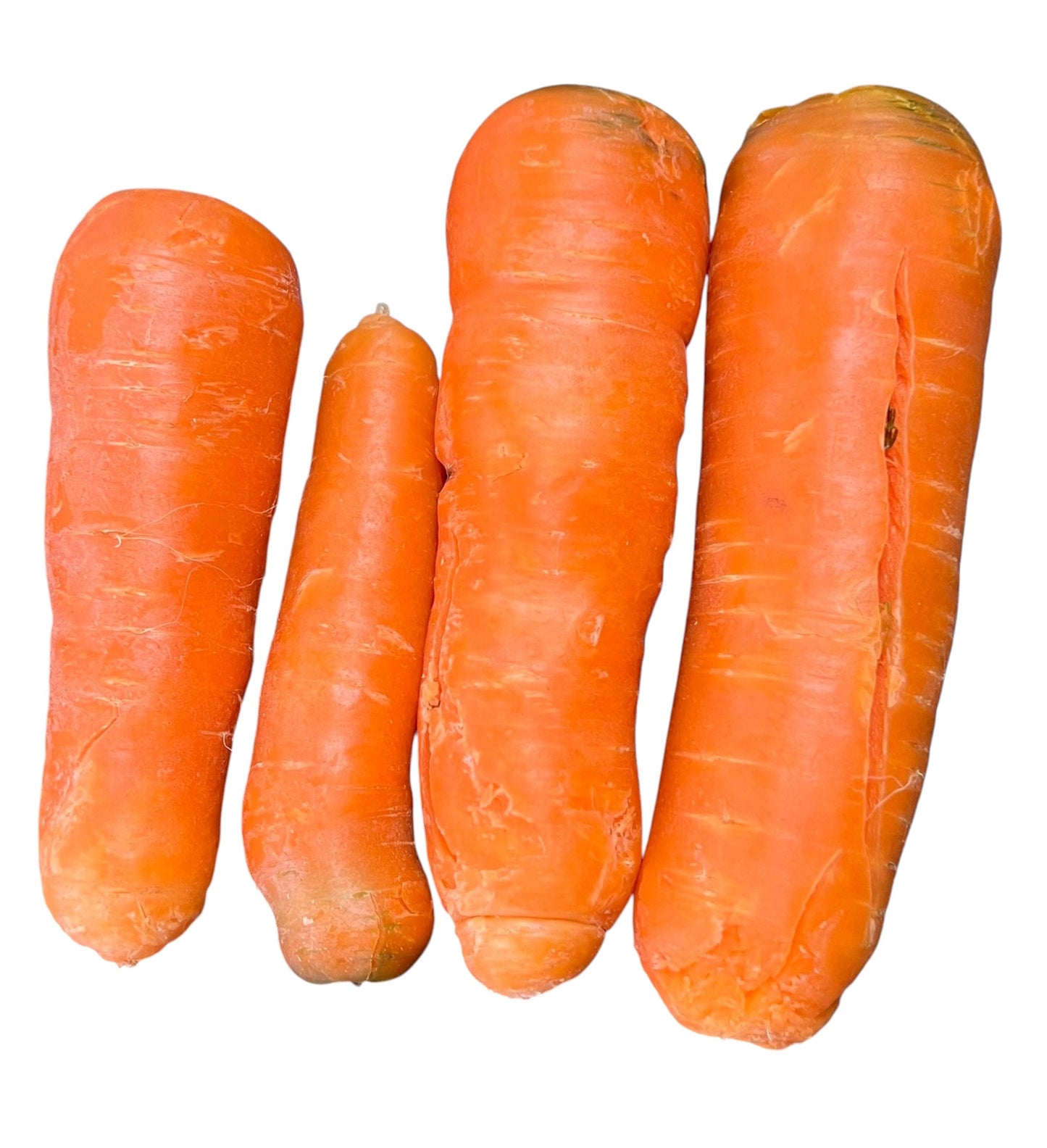 Zanahoria