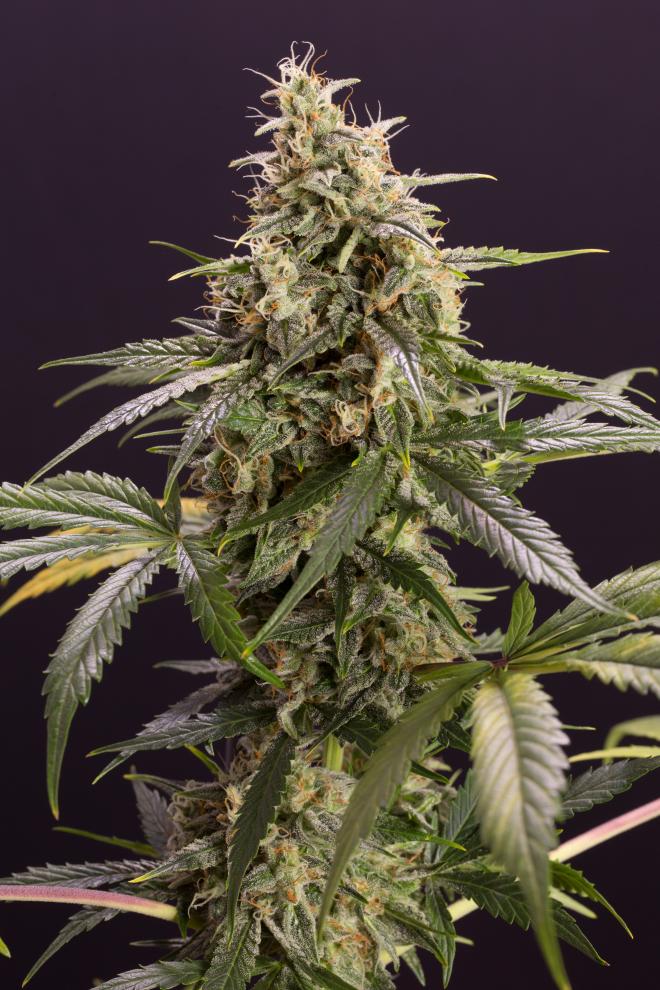Semillas De Colección Humboldt Seeds Chem-Bomb Auto ¡Envío Gratis!
