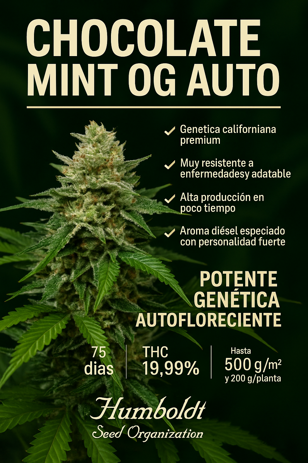 Semillas de colección Humboldt Seeds Chocolate Mint OG Auto ¡Envío Gratis!