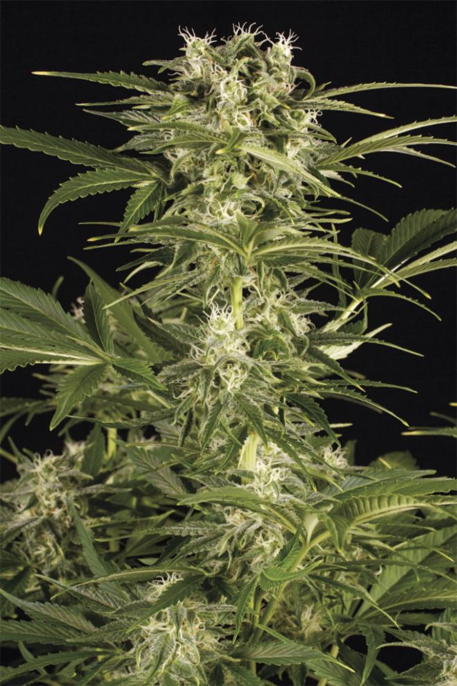 Semillas De Colección Humboldt Seeds Lemon Juice Auto ¡Envío Gratis!