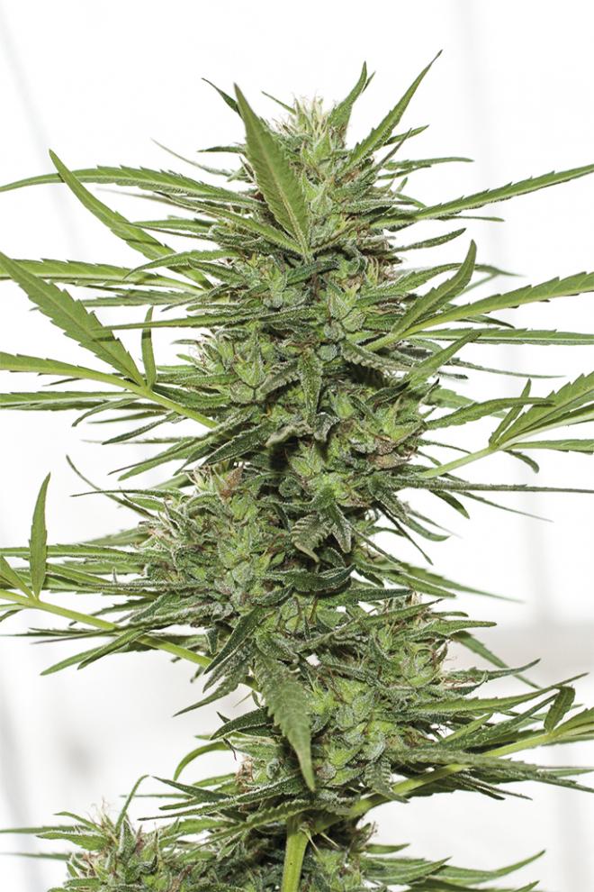 Semillas De Colección Humboldt Seeds Dr. Greenthumb`s Dedo Verde Haze Auto ¡Envío Gratis!