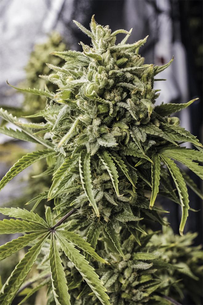 Semillas de Colección Humboldt Seeds Bubba Kush Auto ¡Envío Gratis!