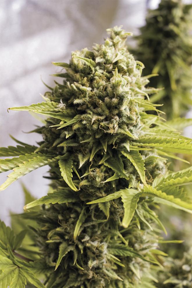 Semillas De Colección Humboldt Seeds Bubba Cheese Auto ¡Envío Gratis!
