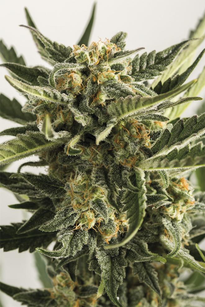Semillas De Colección Humboldt Seeds Lost Coast Skunk Auto ¡Envío Gratis!