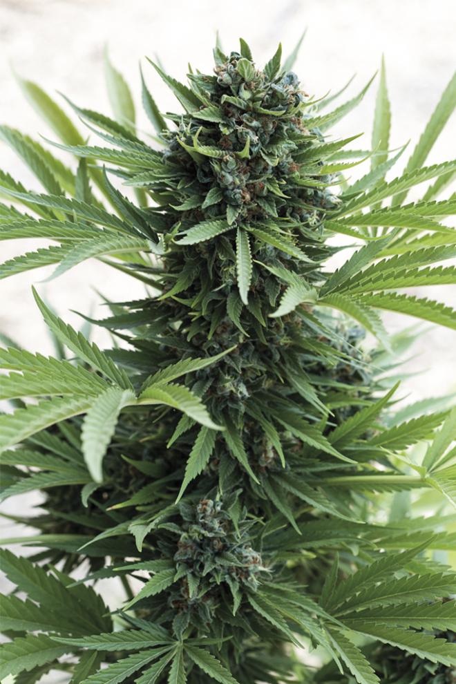 Semillas de Colección Humboldt Seeds Sour Diesel Auto ¡Envío Gratis!