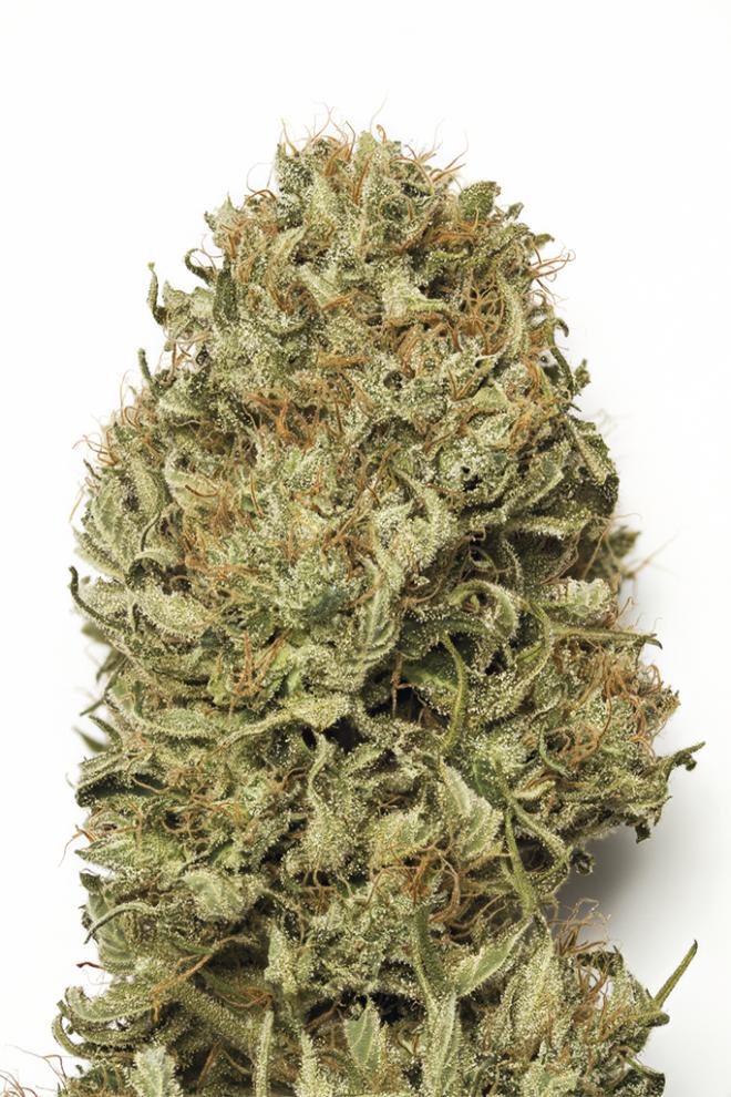 Semillas de colección Humboldt Seeds Blue Dream Auto ¡Envío Gratis!