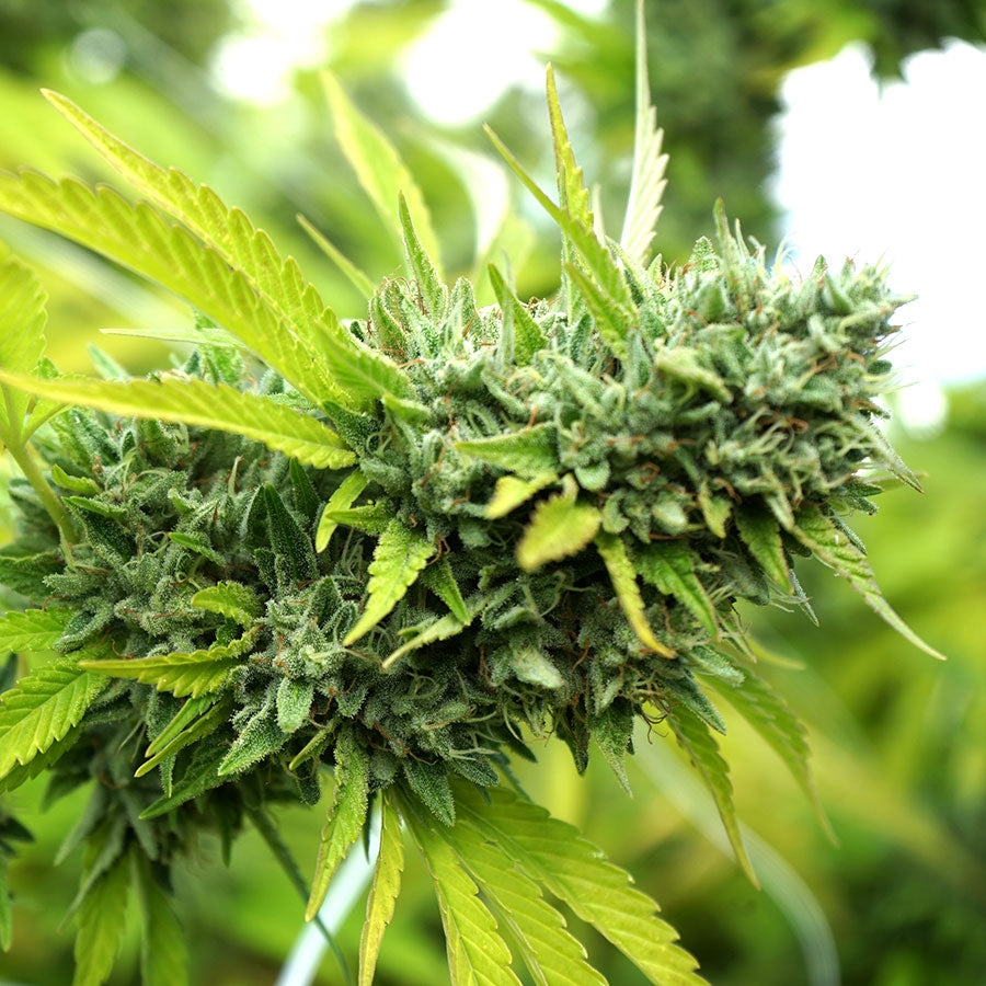Semillas de Colección Humboldt Seeds Mango OG Auto ¡Envío Gratis!