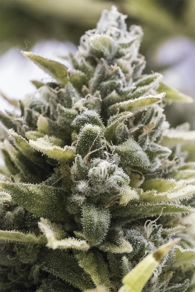 semillas de colección Humboldt Seeds OG Kush Auto ¡Envío Gratis!