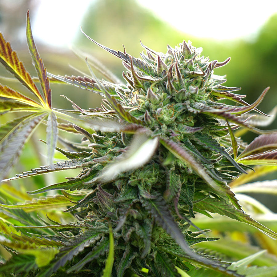 Semillas De Colección Humboldt Seeds Pineapple Chem Auto ¡Envío Gratis!