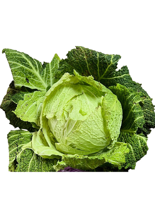 Repollo
