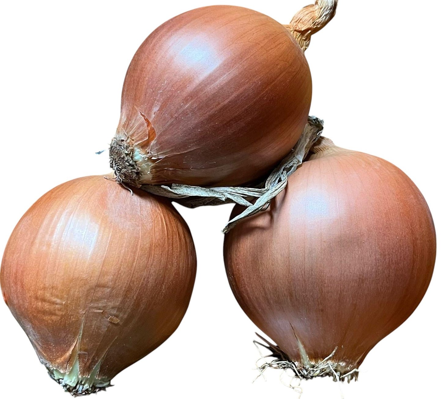cebollas